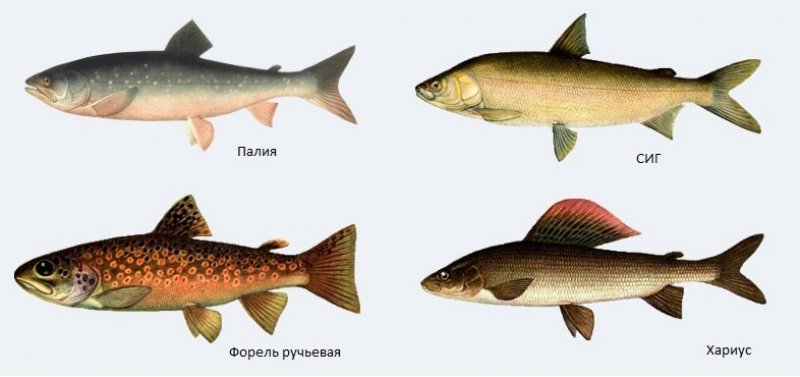 Какие рыбы в озере - информация о видах рыб на природном водоеме